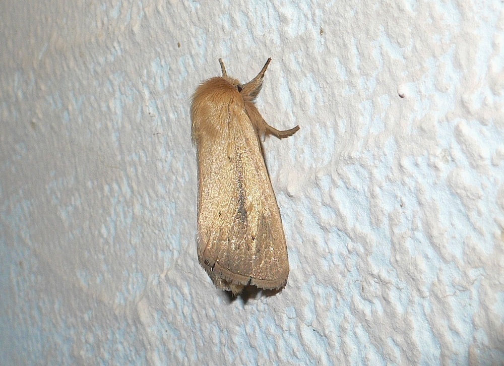 Identificazione falena 21 - Sesamia nonagrioides